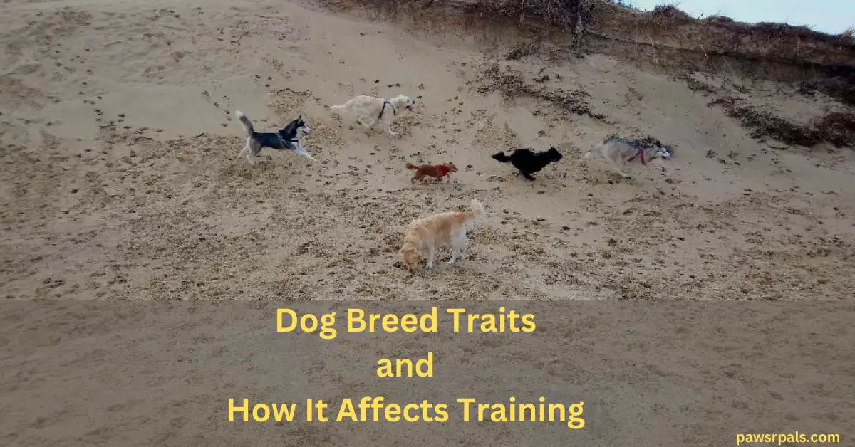 Dog Breed Traits and How It Affects Training. Six different dog breeds runnin in a sand dune.