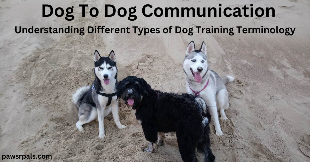 Understanding Different Types of Dog Training Terminology - Paws R Pals