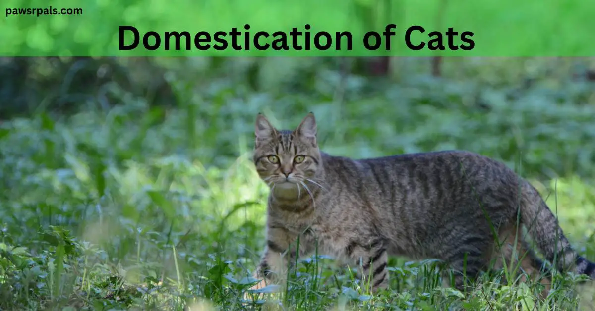 Domestication of Cats. Felis Silvestris (Wildcat). Brown and black stripped wildcat walking through grass