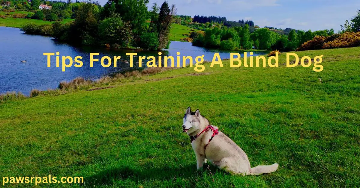 Tips For Training a Blind Dog