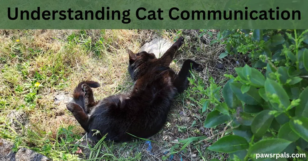 Understanding Cat Communication. Pickles the black cat lying on his back stretchin out his front paws and arching his back, on grass with green leaves to the side