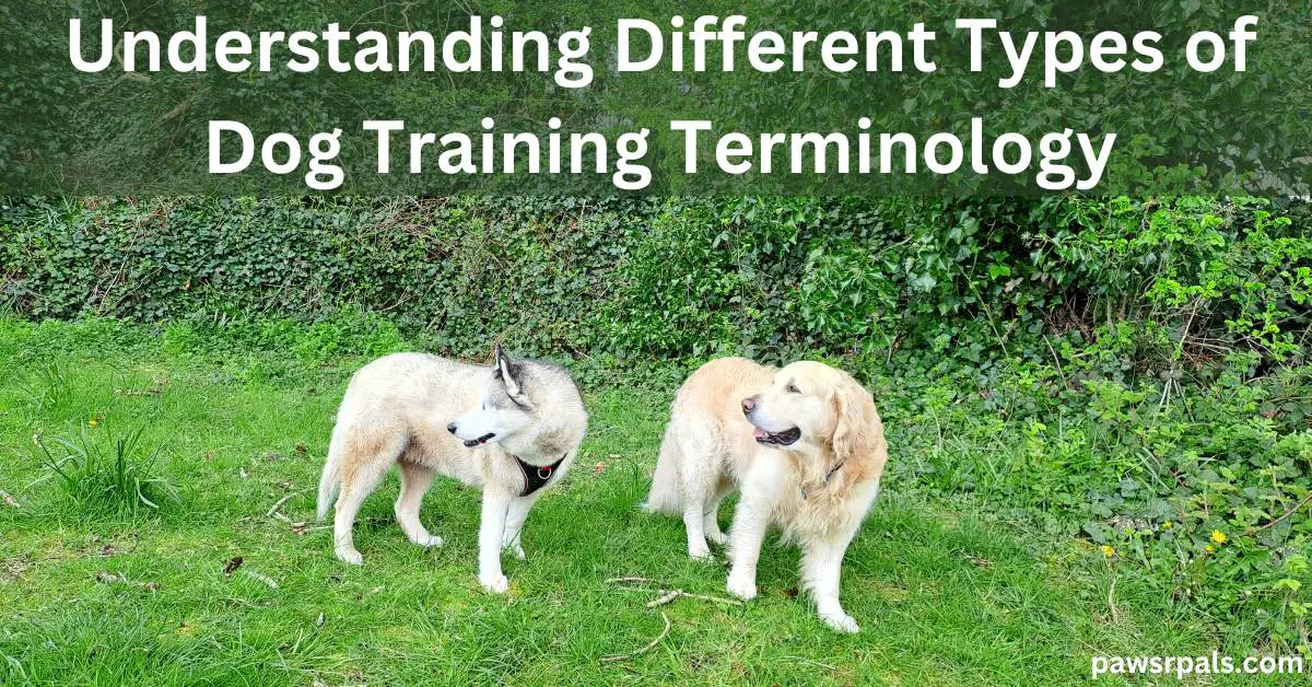 Understanding Different Types of Dog Training Terminology. Luna the blind grey and white siberian husky where black and red harness on the left, with Ludo the yellow Golden Retrievers wearing a blue collar, both stood bodies facing forward and heads turned to the left on grass with green leaves in the background