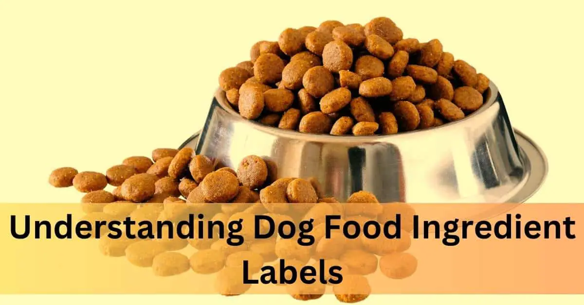 Understanding Dog Food Ingredient Labels. Round silver dog food bowl filled and overflowing with round kibble on a yellow background