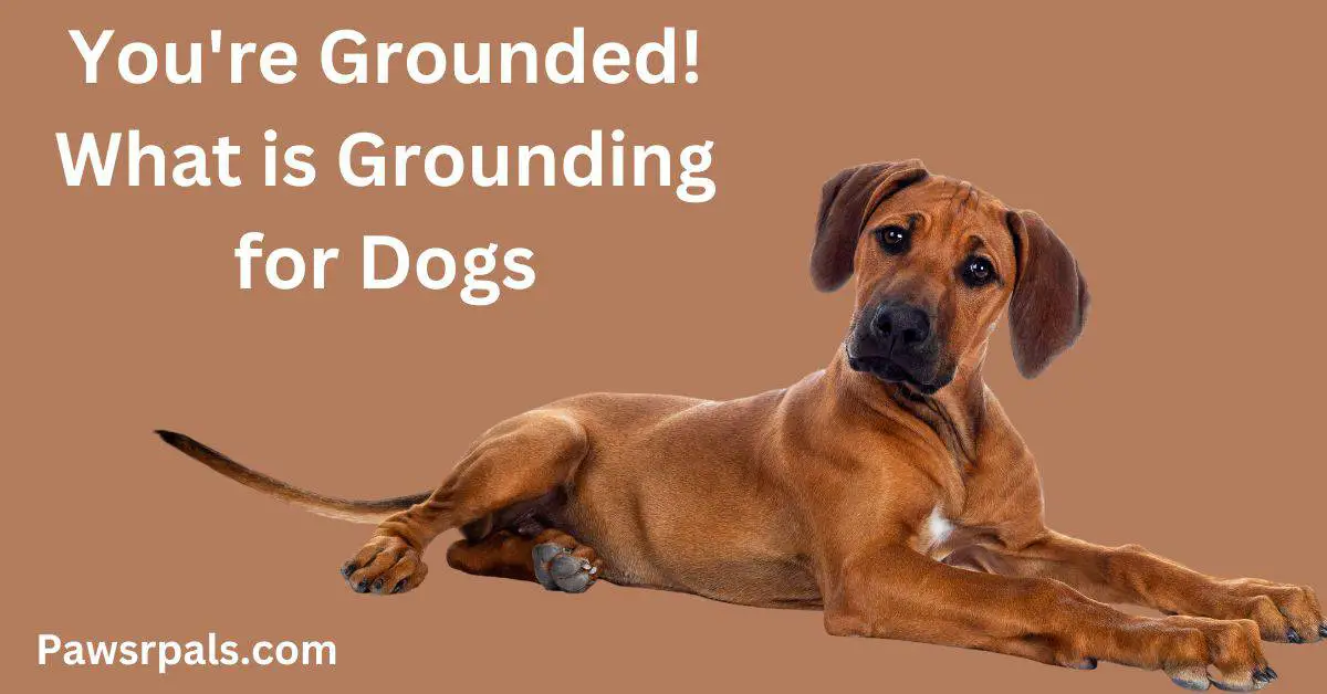 You're Grounded What is Grounding for Dogs, with an image of a dog laying down.