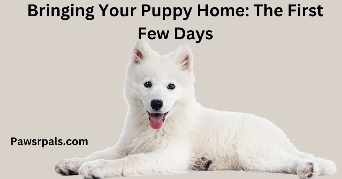 Bringing Your Puppy Home: The First Few Days. Picture of a dog laying nicely.