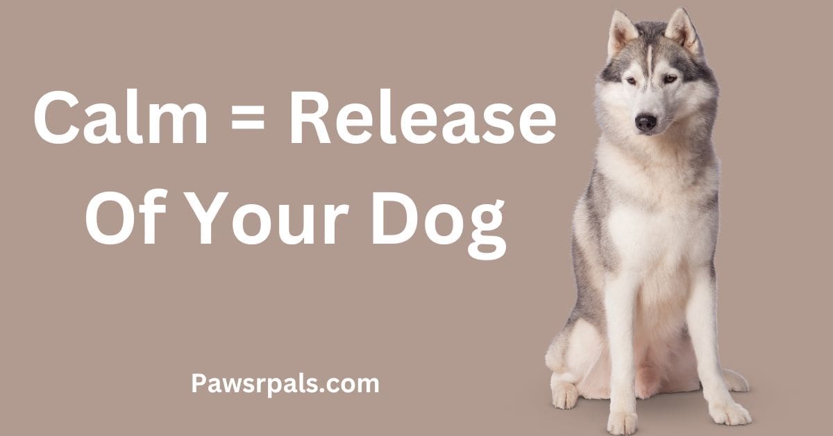 Calm equals release of your dog
