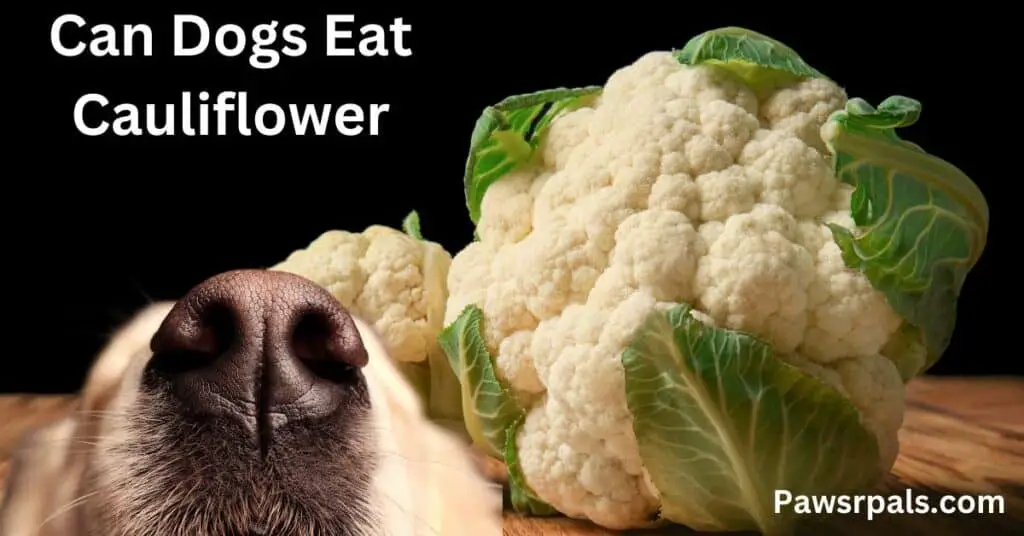 Can Dogs Eat Cauliflower? Picture of a cauliflower with a dogs nose sniffing.