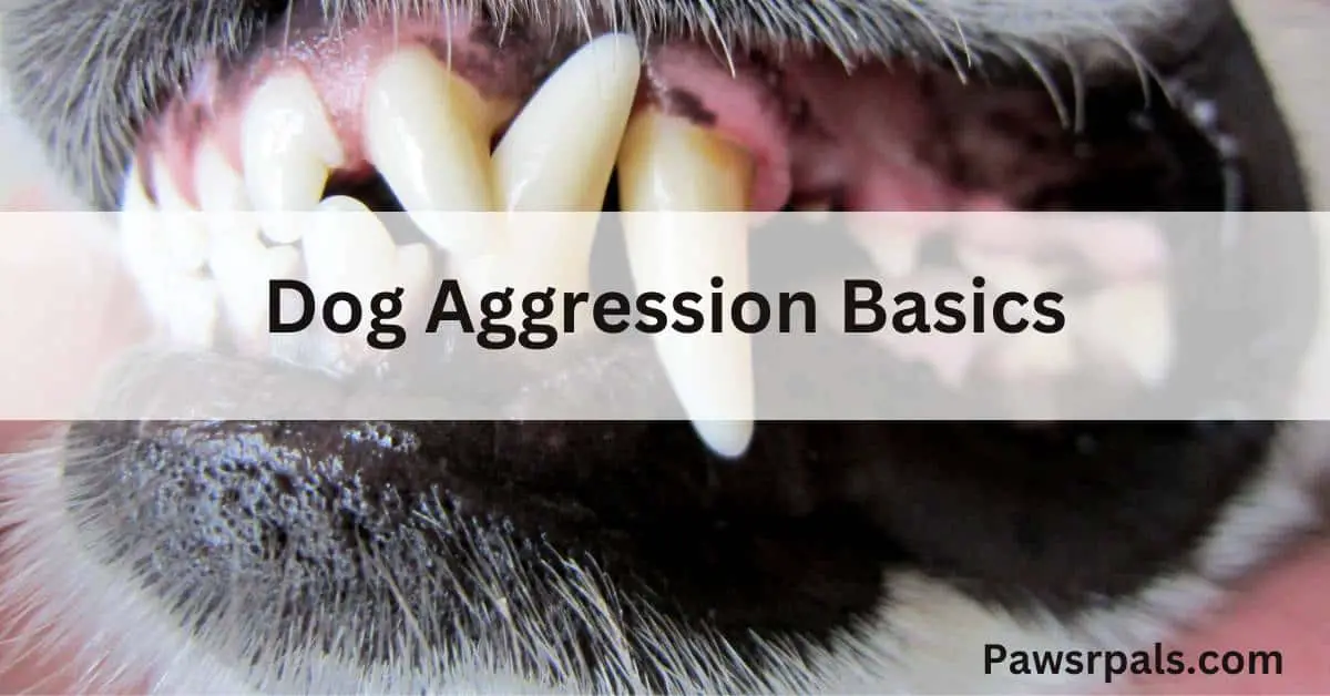 Dog Aggression Basics. Picture of a dog showing its teeth.