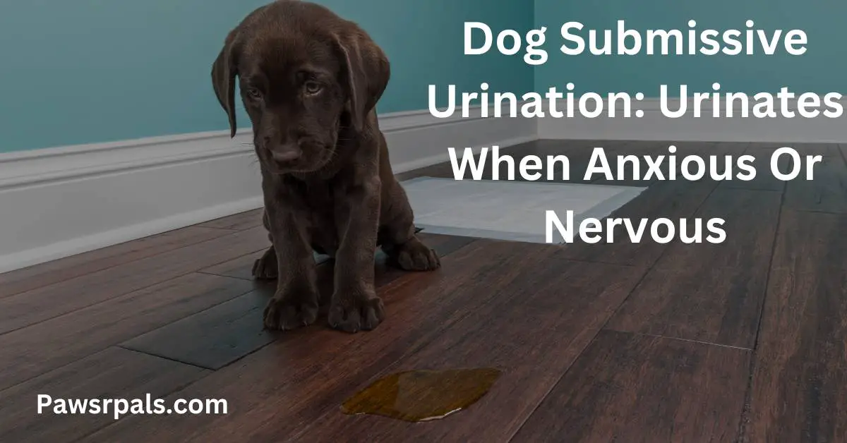 Dog Submissive Urination: Urinates When Anxious Or Nervous. Puppy sitting next to a small puddle of urination.