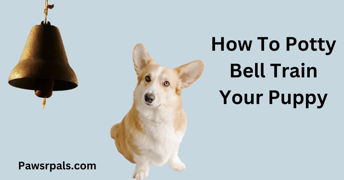 How To Potty Bell Train Your Puppy. Picture of a dog sitting looking at bell.
