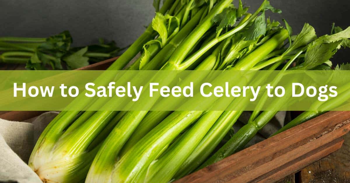 Can Dogs Eat Celery - Paws R Pals - Celery For Dogs Health