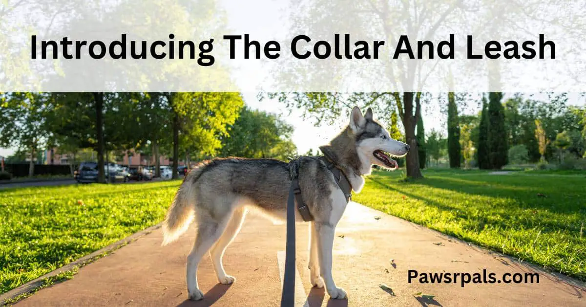 Introducing The Collar And Leash. Picture of a Husky standing with a collar and leash
