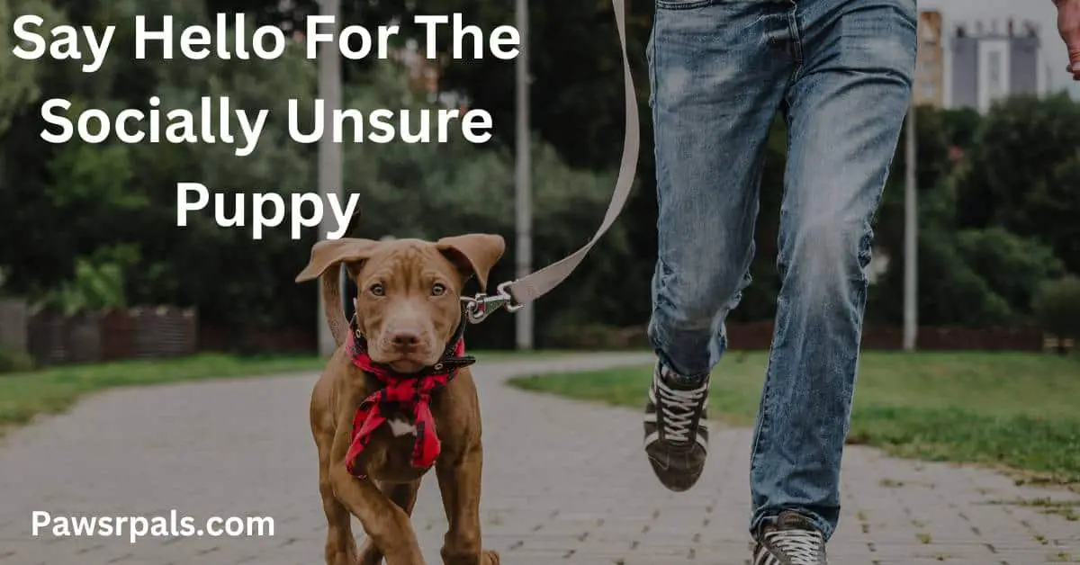 Say hello for the socially unsure puppy. Picture of a dog on lead running with a person