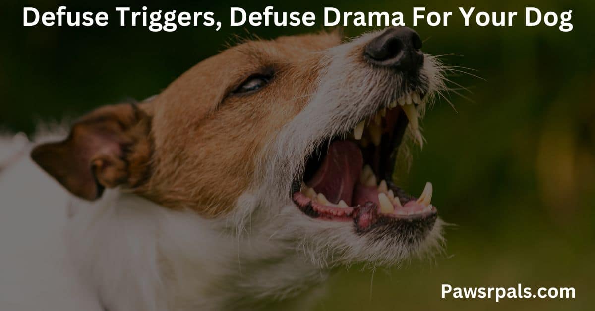 Defuse Triggers, Defuse Drama For Your Dog. Picture of a dog barking showing their teeth