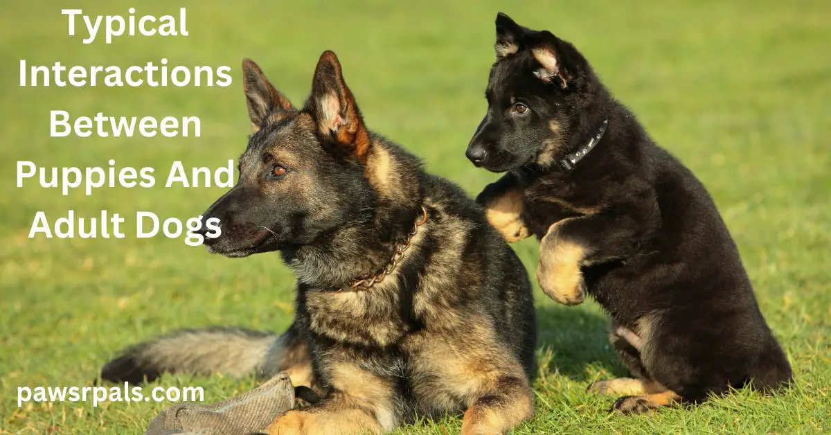 Typical Interactions Between Puppies and Adult Dogs. Image of an adult dog and a puppy laying on the grass.