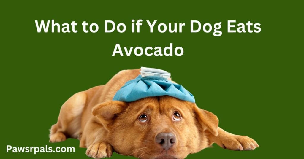 What to Do if Your Dog Eats Avocado. Image of a dog feeling poorly.
