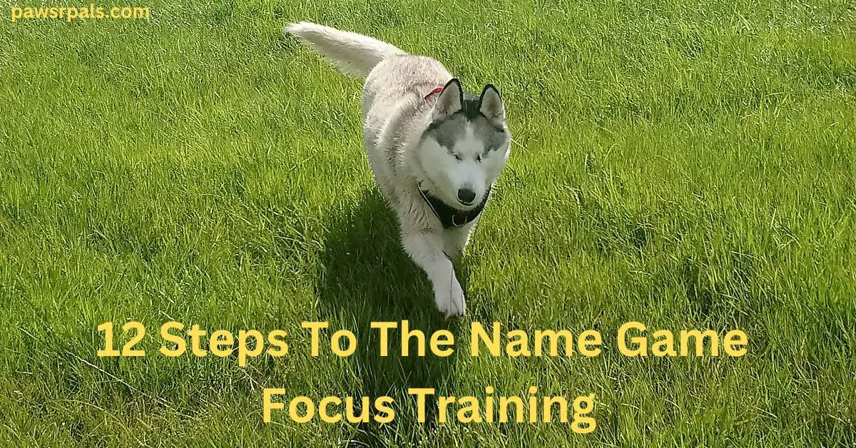 12 Steps To The Name Game Focus Training. Luna the grey and white siberian husky wearing a black and red harness walking towards the camera on green grass