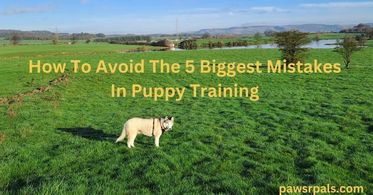 How To Avoid The 5 Biggest Mistakes In Puppy Training. Luna the grey and white blind siberian husky standing side on body facing right, head turned towards the camera, in a grassy field with a Loch, trees and mountains in the background