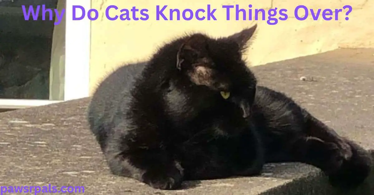 Why Do Cats Knock Things Over? Pickles the black cat lying on a concrete wall, head near the camera front paw towards the camera, with a yellow wall behind him and a partial window.