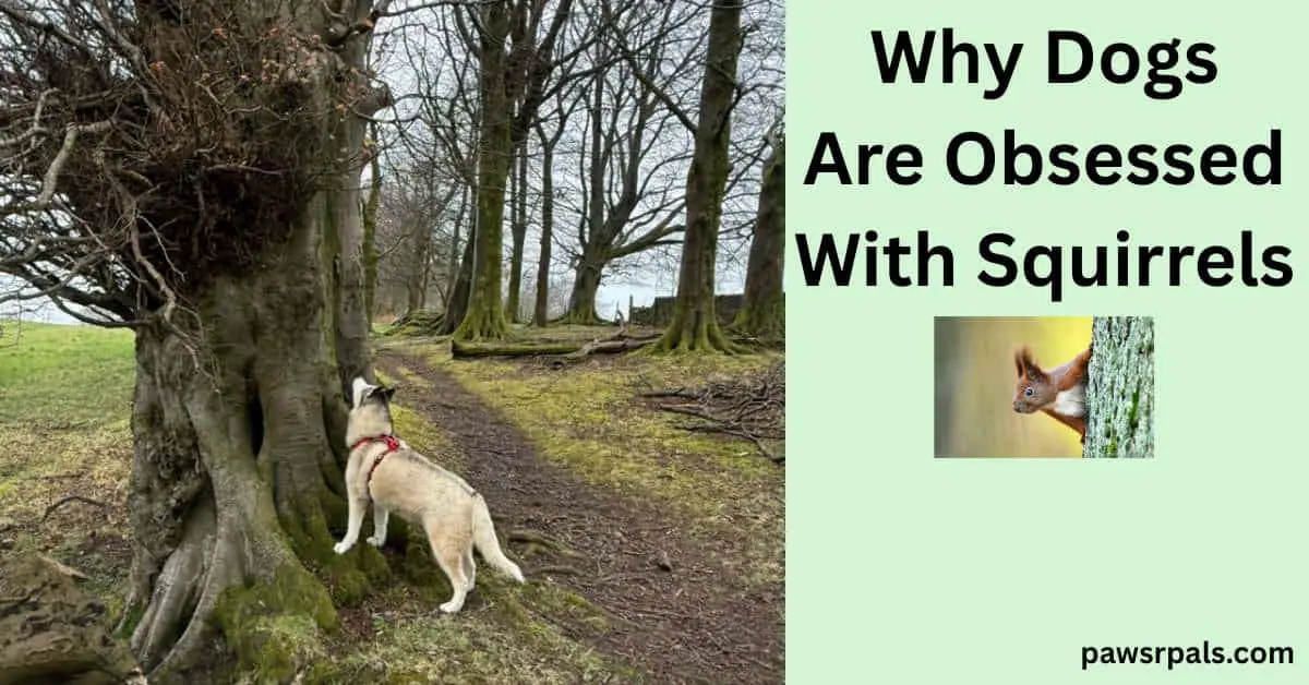 Why Dogs Are Obsessed With Squirrels. Luna the grey and white siberian husky wearing a red and black harness, standing facing a tree, head looking up, with a dirt path, grass and trees around her