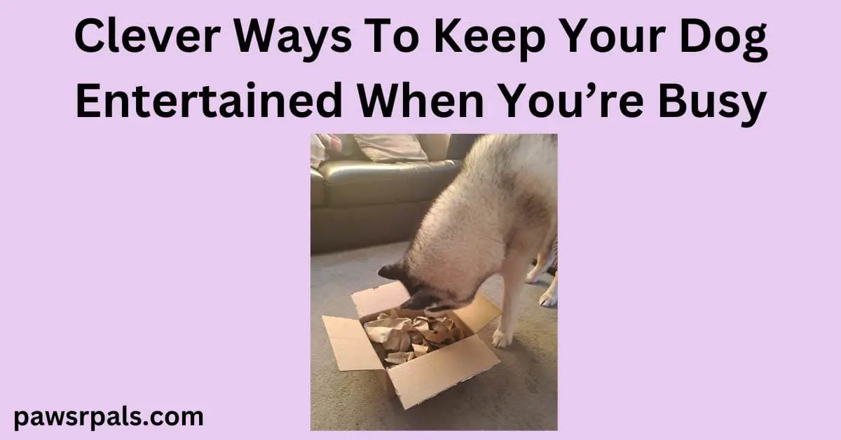 Clever Ways To Keep Your Dog Entertained When You're Busy. Luna the grey and white siberian husky standing with her head lowered towards a small cardboard box with scrunched up brown paper inside, on a grey carpet with a brown leather sofa in the background