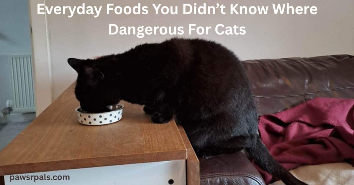 Everyday Foods You Didn't Know Where Dangerous For Cats. Pickles the black cat back end sitting on the arm of a brown leather sofa, front paws on a brown and white wooden table, head over a small round white with grey dots food bowl eating