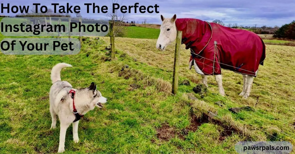 How To Take The Perfect Instagram Photo Of Your Pet. Image of Luna the grey and white siberian husky wearing a black and red harness, standing body towards the camera, head turned to the right facing Dylan the white horse wearing a red coat, standing side on to the camera looking at Luna, in a grassy field with cloudy sky