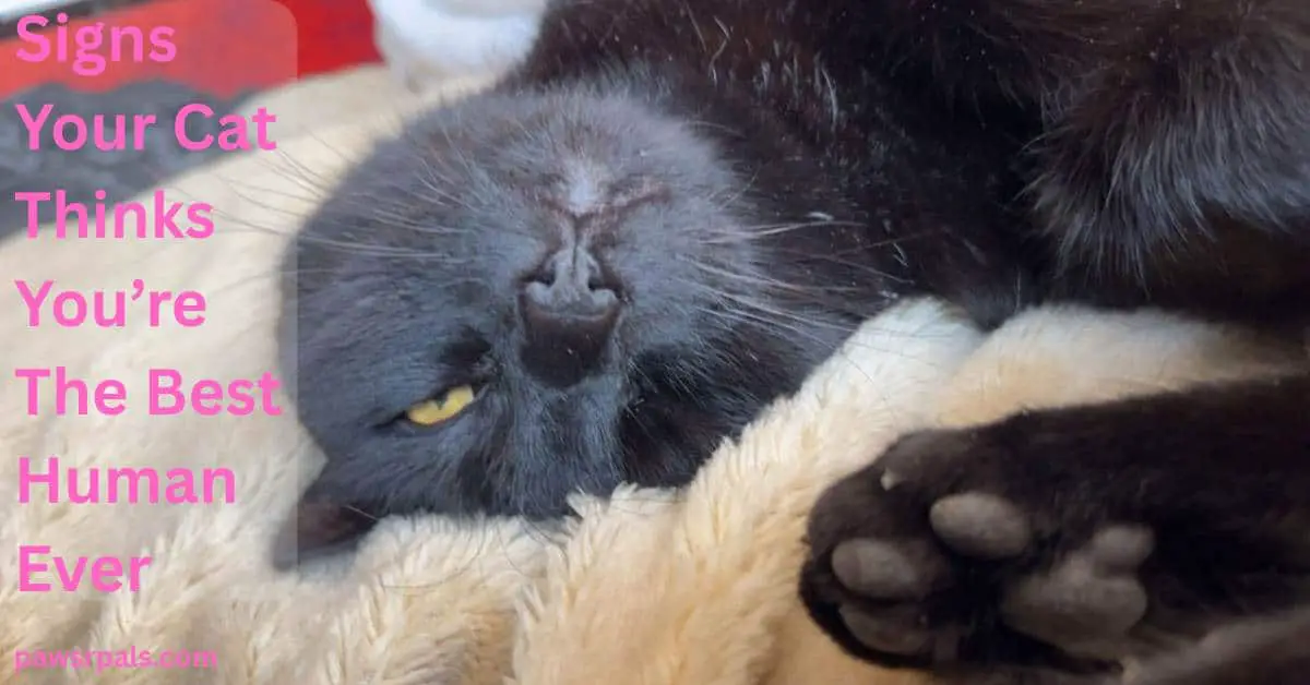 Signs Your Cat Thinks You're The Best Human Ever. Pickles the black cat with yellow eyes lying on his back head facing the camera, eyes almost closed, on a cream furry blanket