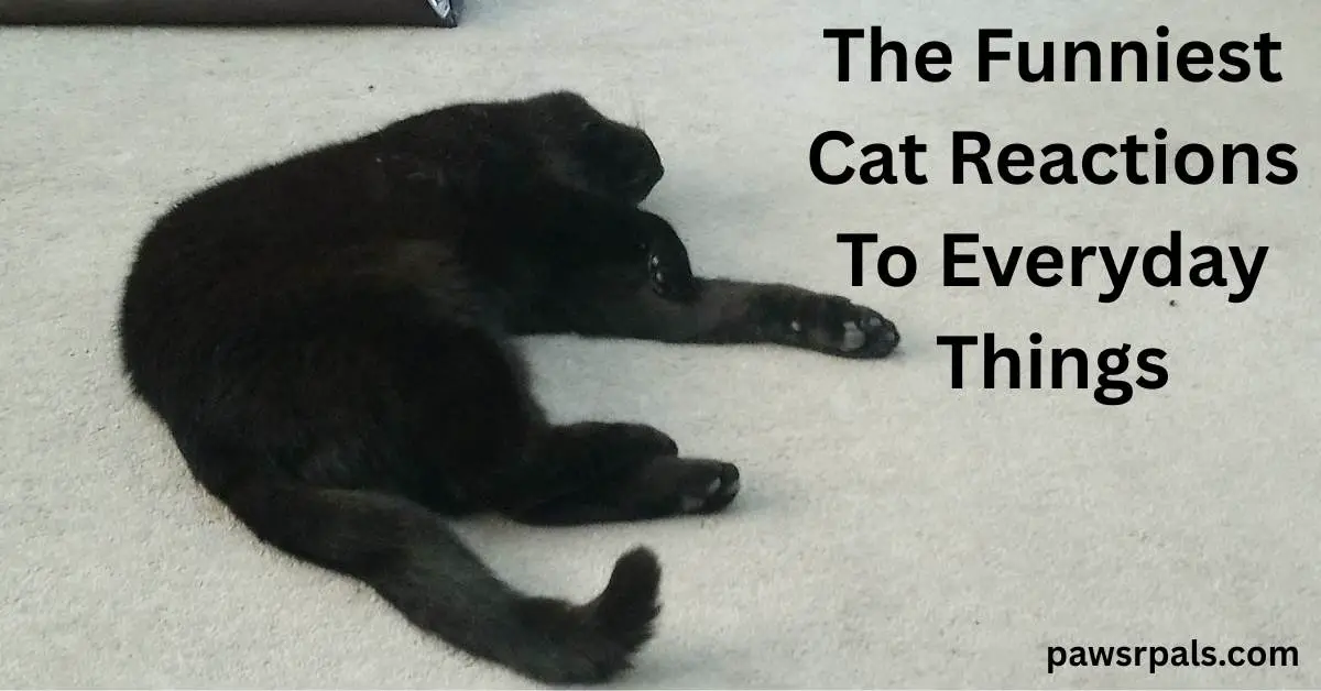 The Funniest Cat Reactions To Everyday Things. Pickles the black cat lying on his side, head away from the camera, legs laid out to the right side, tail trailing towards the camera, on a grey carpet