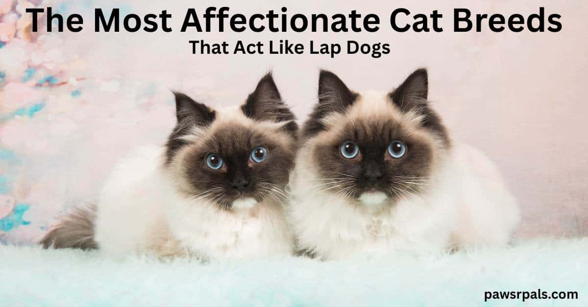 The Most Affectionate Cat Breeds. That Act Like Lap Dogs. Image two white ragdoll cats with brown faces and ears lying facing the camera on a pale blue blanket