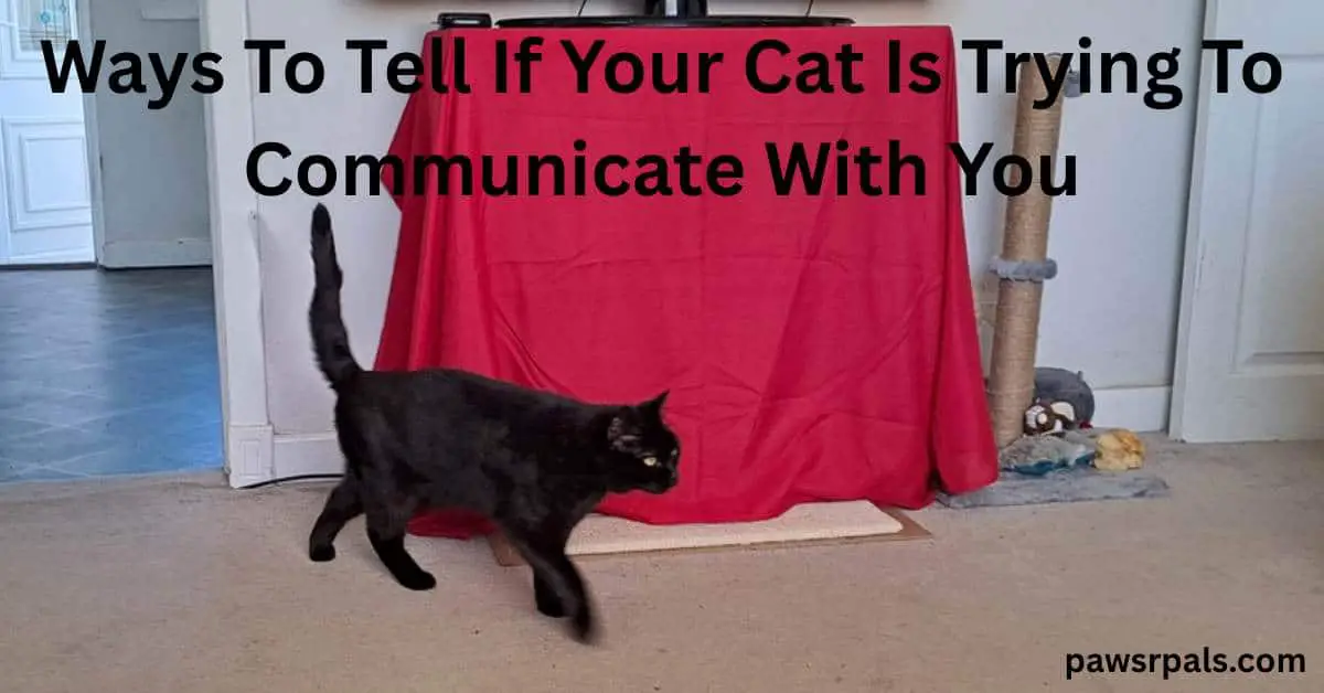 Ways To Tell If Your Cat Is Trying To Communicate With You. Pickles the black cat with yellow eyes, walking diagonally across a cream carpet with a horizontal and vertical scratch posts in the background, next to a red square material, tail raised