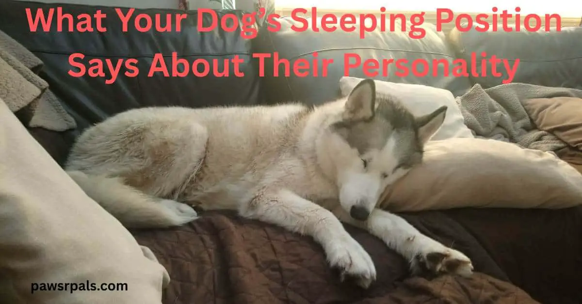 What Your Dog's Sleeping Position Says About Their Personality. Luna the grey and white siberian husky lying on her side head resting on a cream pillow front legs out on a brown sofa