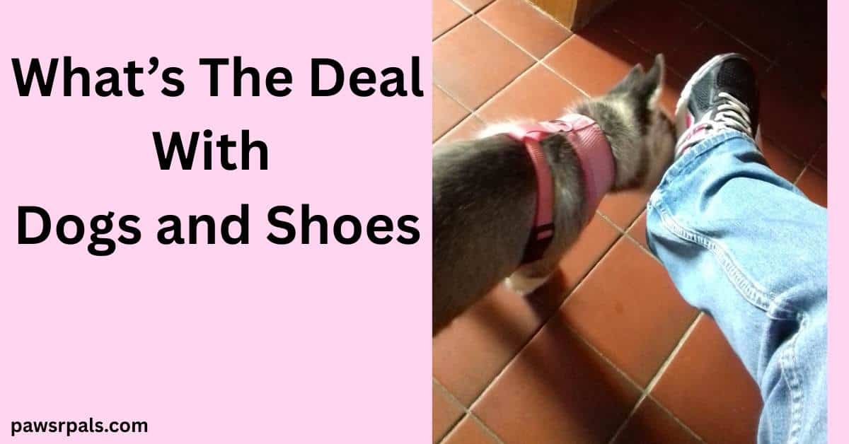 What's The Deal With Dogs And Shoes. Image on right, Luna the grey and white siberian husky puppy wearing a pink harness standing next to a demin clad leg with a black and pink trainer, Luna's head bent around the trainer, with a red square tiled floor