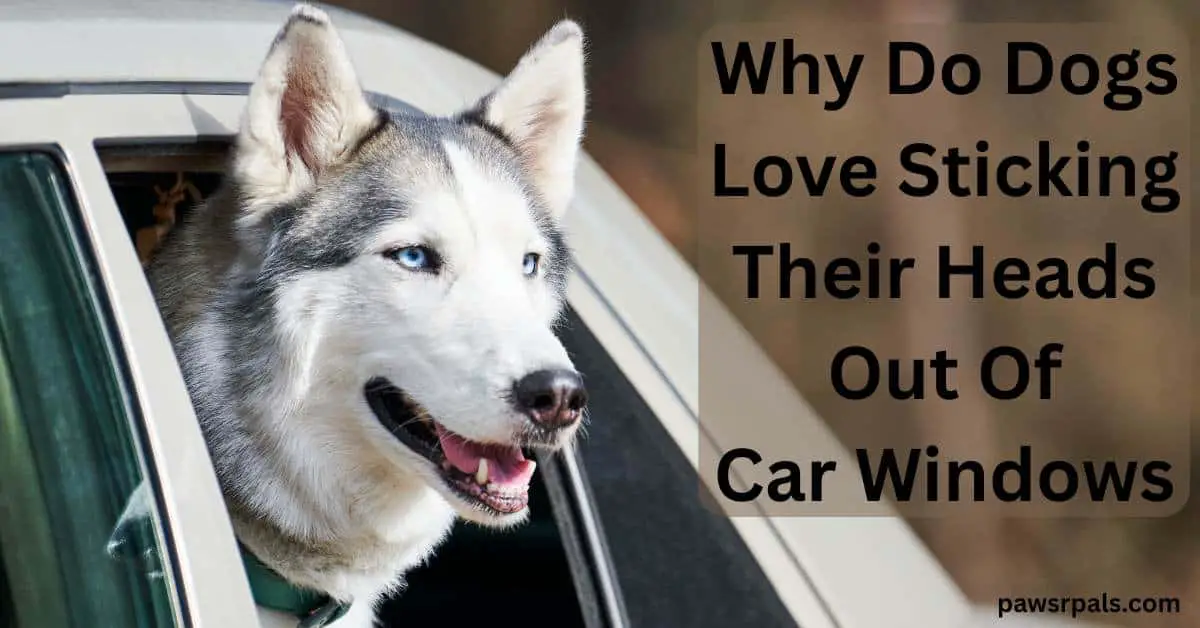 Why Do Dogs Love Sticking Their Heads Out Of Car Windows. Grey and white siberian husky with blue eyes, head out of a white car window, relaxed face open mouth