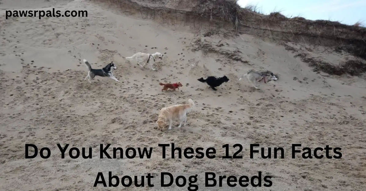 Do You Know These 12 Fun Facts About Dog Breeds. Various dog breeds running along the side of a sand dune