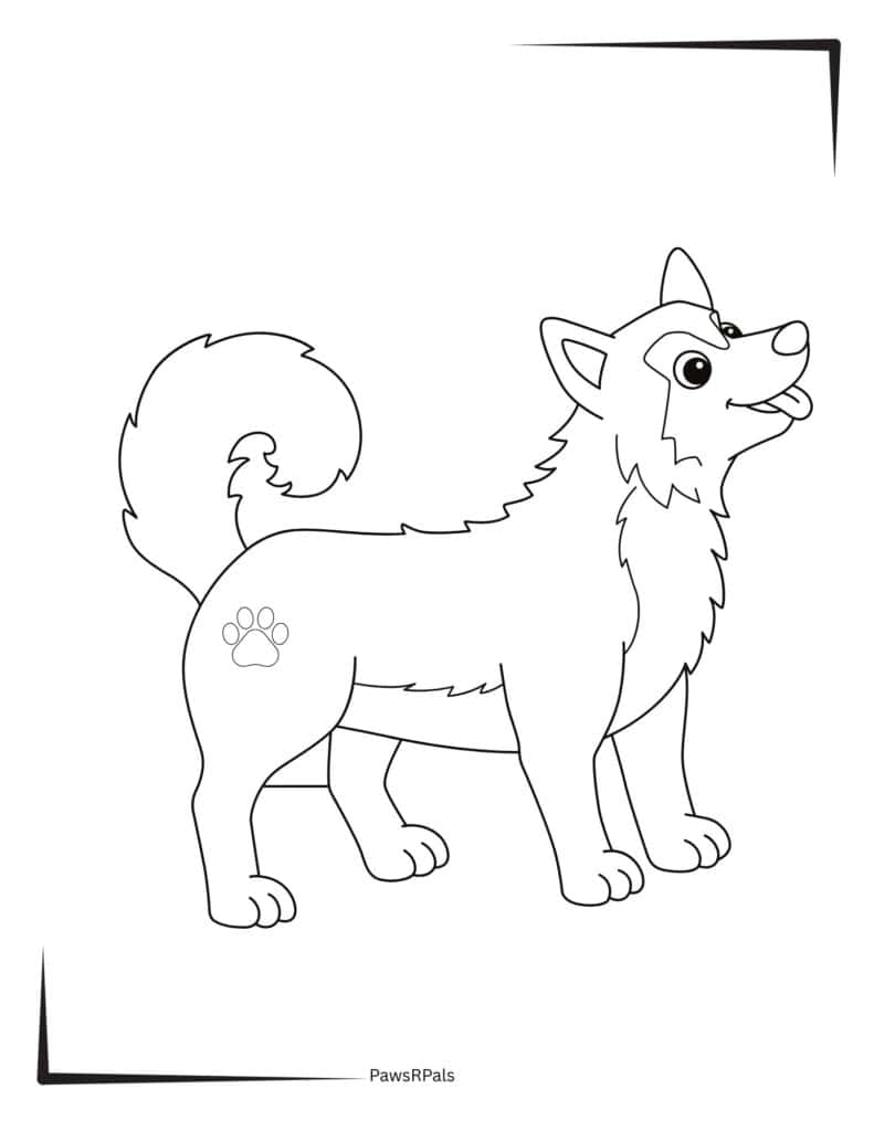 Husky colouring image