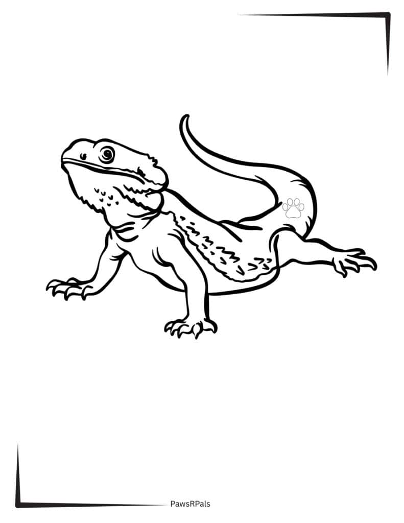 Lizard colouring image