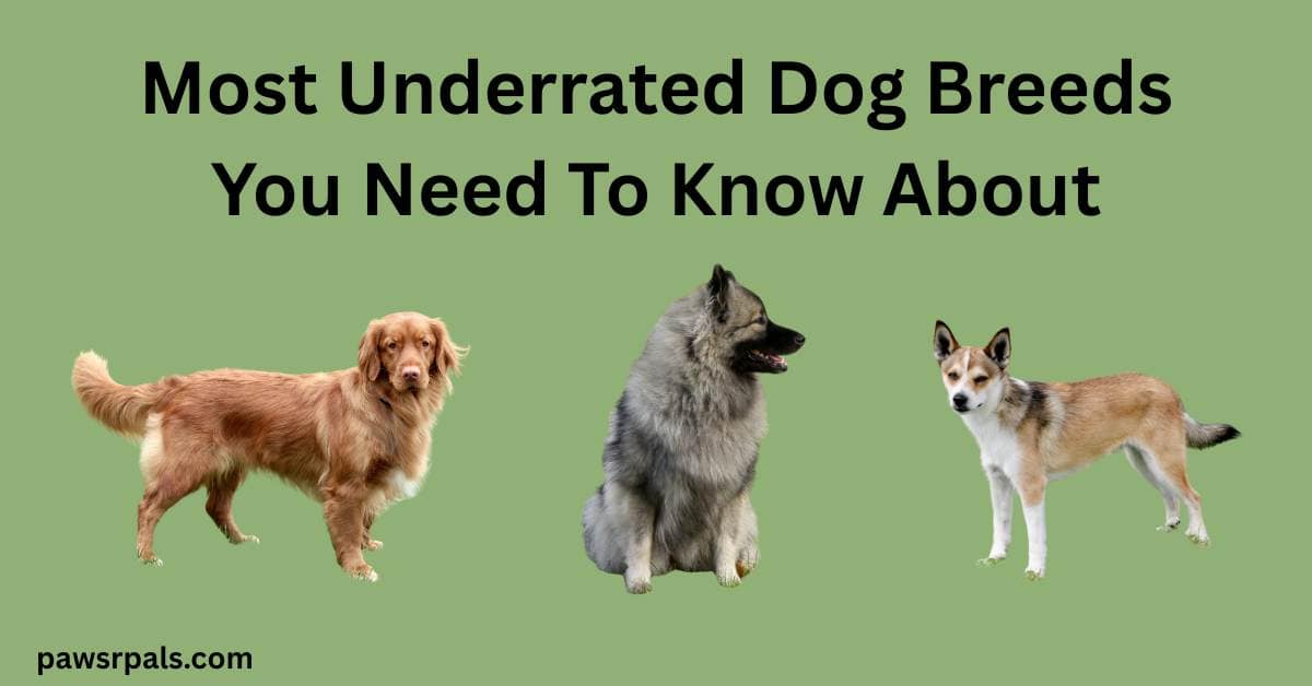 Most Underrated Dog Breeds You Need To Know About. Sage green background, image of a Nova Scotia Duck Tolling Retriever, Keeshund and Norweigan Lundehund