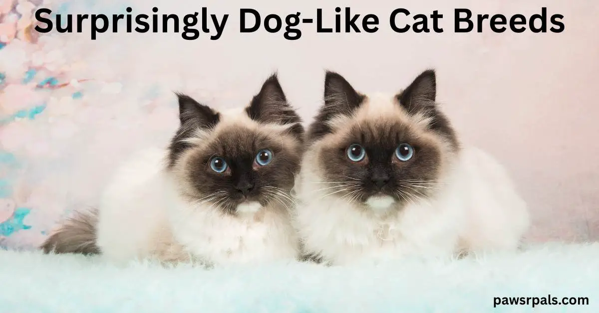 Surprisingly Dog-Like Cat Breeds. Image two white ragdoll cats with brown faces and ears lying facing the camera on a pale blue blanket