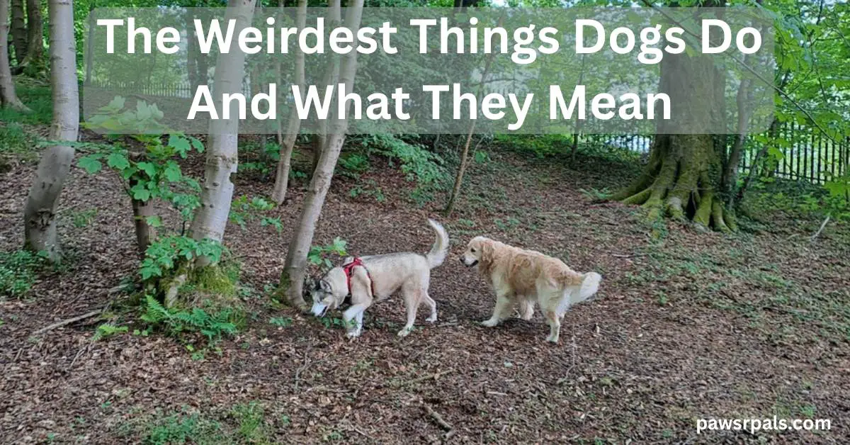 The Weirdest Things Dogs Do And What They Mean. Luna the grey and white siberian husky wearing a black and red harness, side on walking to the left, Ludo the golden retriever standing behind her both on leafy ground with trees in the background