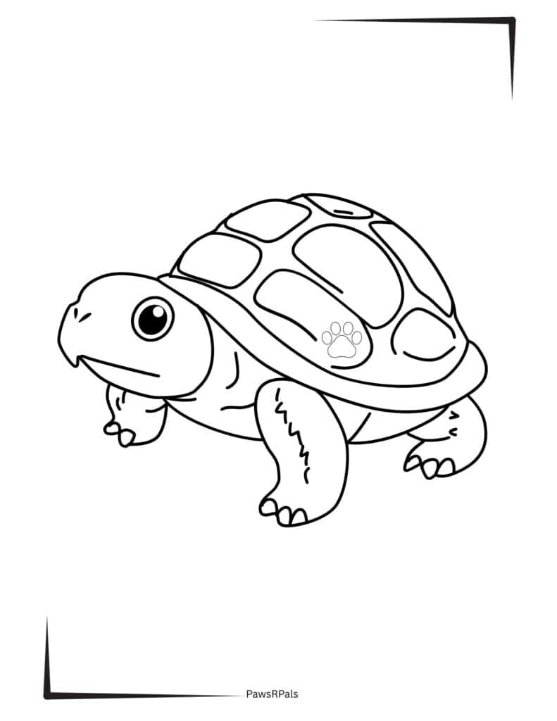 Tortoise colouring image