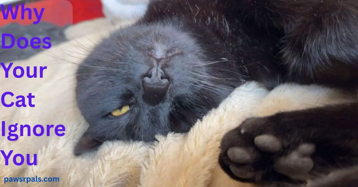 Why Does Your Cat Ignore You. Pickles the black cat with yellow eyes lying on his back head facing the camera, eyes almost closed, on a cream furry blanket