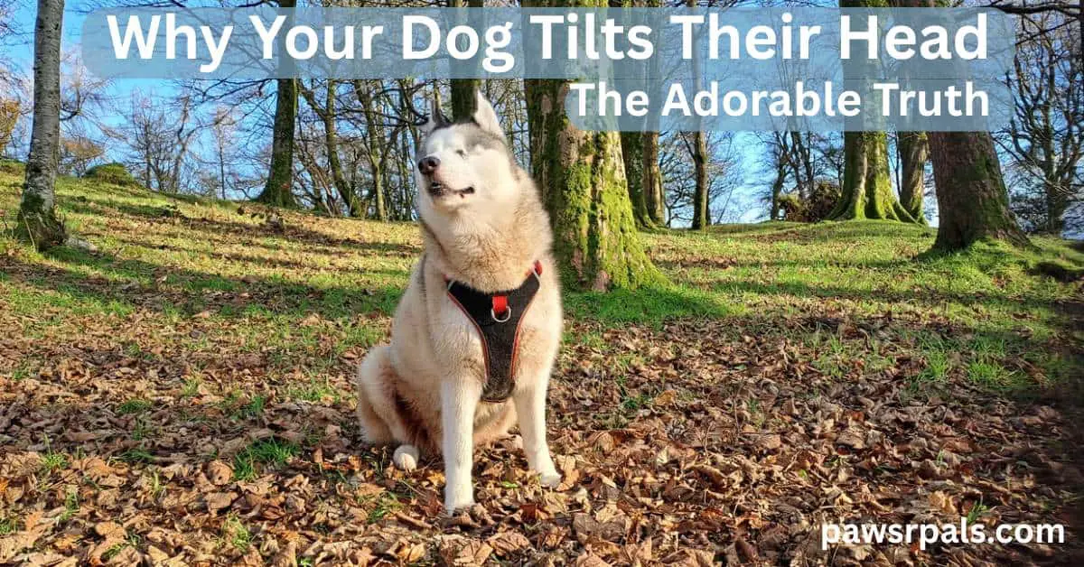 Why Your Dog Tilts Their Head. The Adorable Truth. Luna the blind grey and white siberian husky wearing a black and red harness, sitting body facing the camera, head lifted and tilted to the left, face happy and relaxed, sitting on fallen leaves with grass and trees around