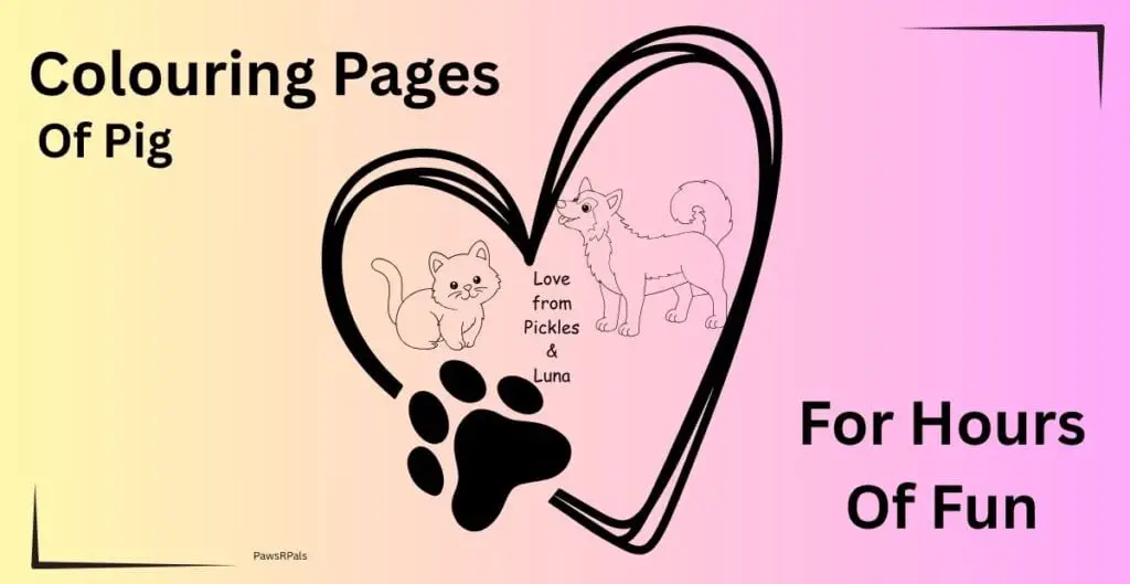 Colouring pages of pig