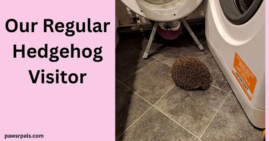 Our Regular Hedgehog Visitor. Picture of a brown hedgehog in front of an open washing machine on a grey tiled floor