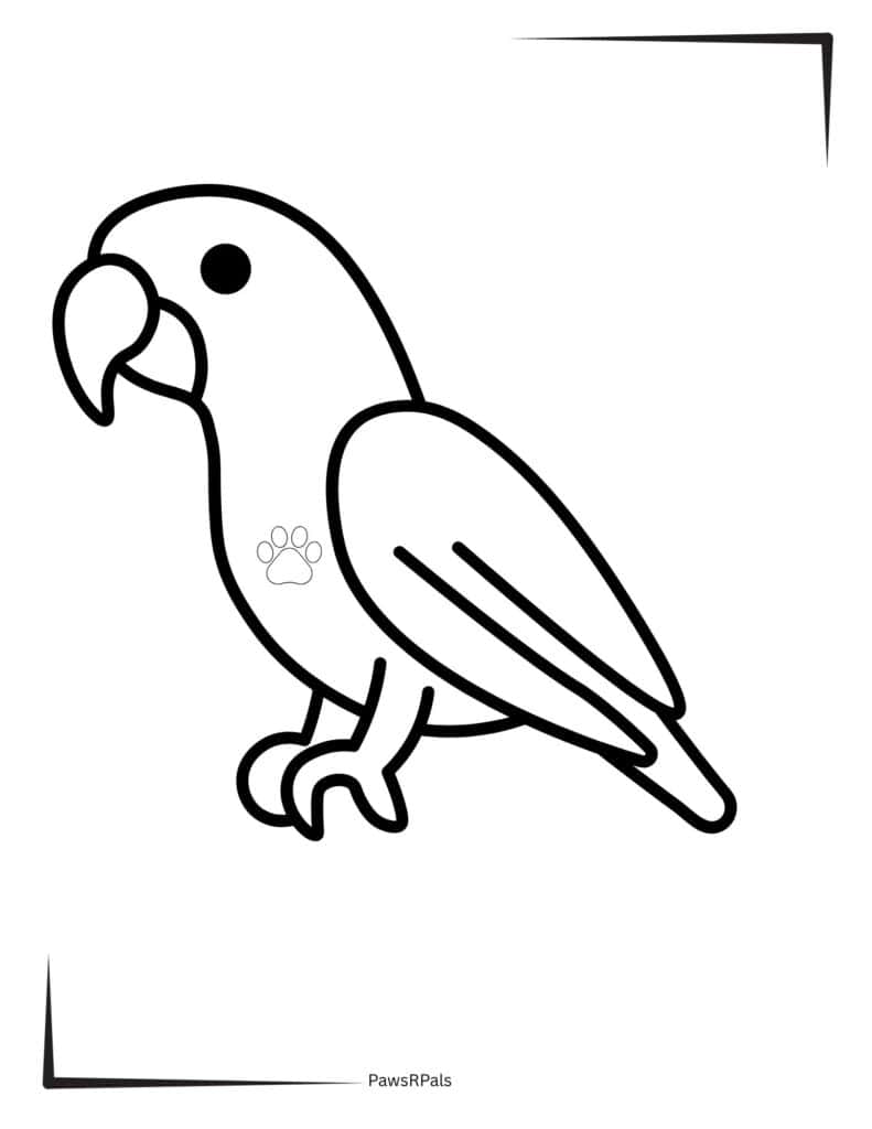 Parrot colouring image