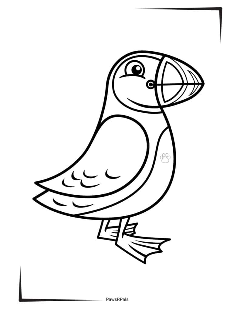 Puffin colouring image