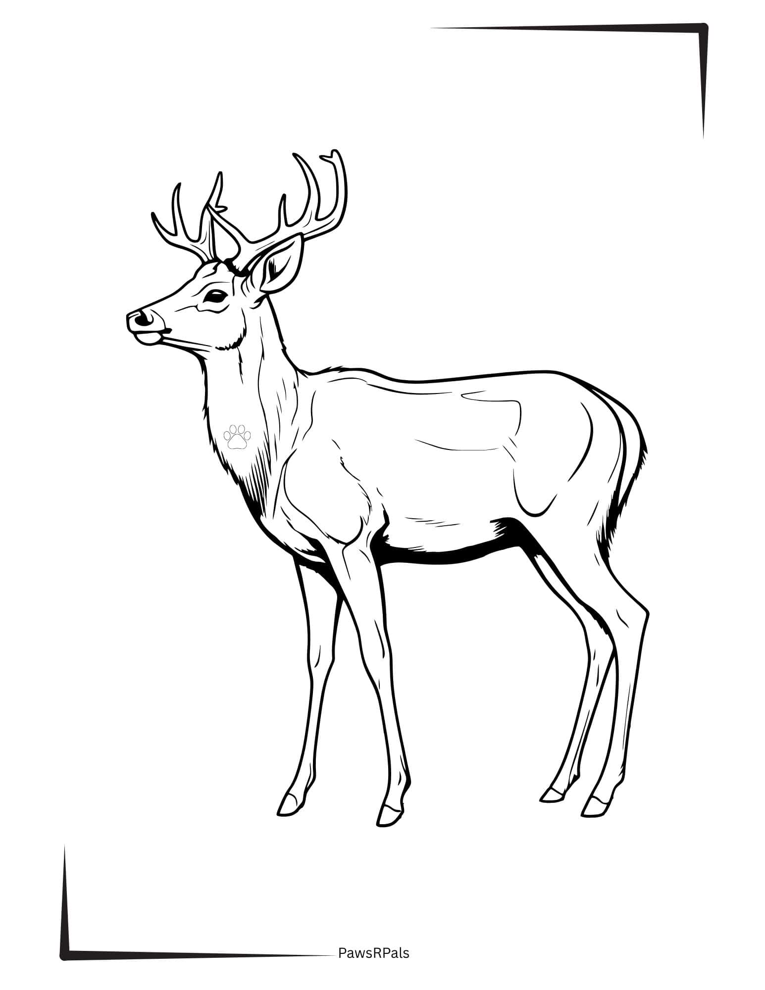 Colouring Pages For Deer - Paws R Pals