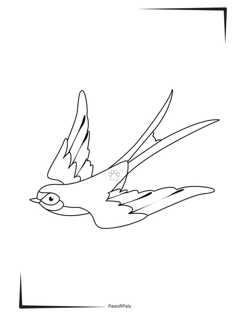 Swallow colouring image